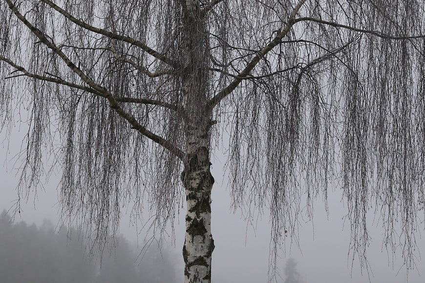 Weeping Birch Tree in Winter Fog