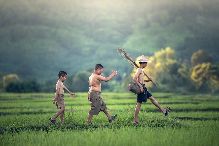 Three shirtless boys walking through lush green rice paddy field