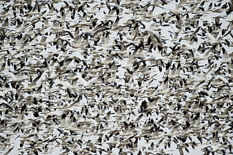 Massive flock of geese flying in formation against sky