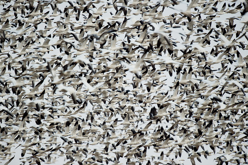 Massive flock of geese flying in formation against sky