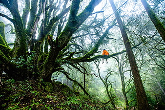 Hiker sitting on mossy tree branch in misty forest