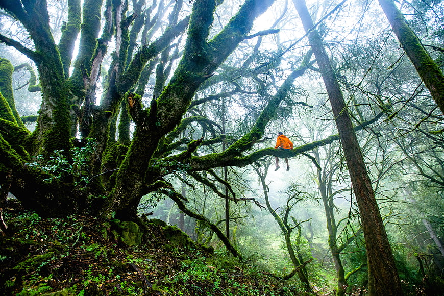 Hiker sitting on mossy tree branch in misty forest