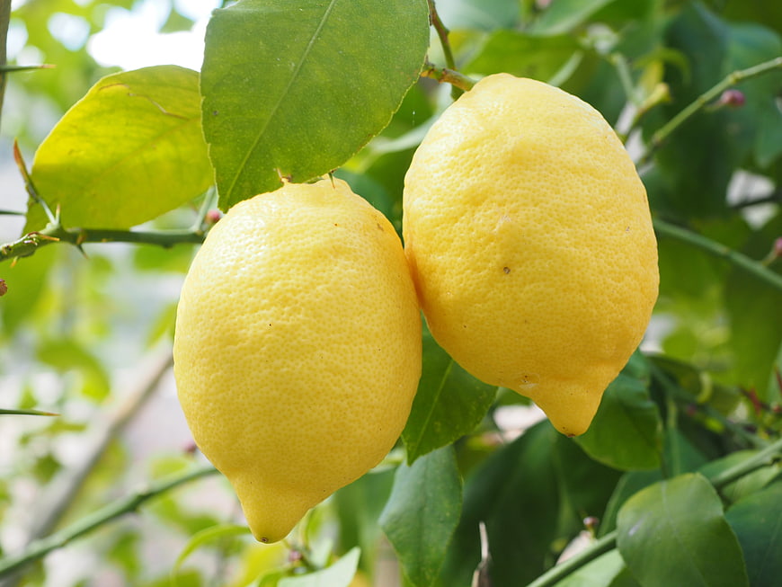 Two Ripe Yellow Lemons Hanging on a Tree Branch