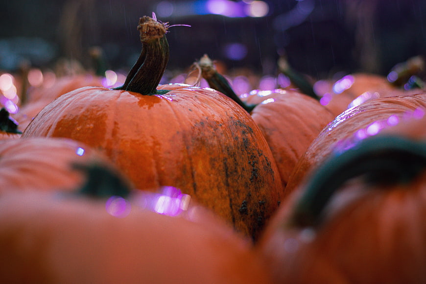 Close-up of wet pumpkins with purple bokeh lights in autumn