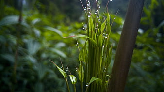 Close-up of fresh green bamboo shoots with water droplets