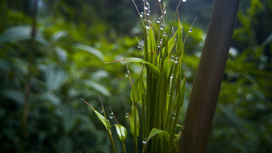 Close-up of fresh green bamboo shoots with water droplets