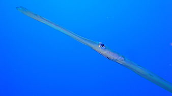 Close-up of a Longnose Garfish Swimming in Blue Water