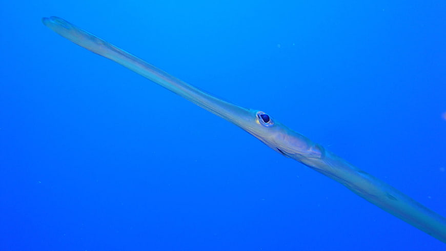 Close-up of a Longnose Garfish Swimming in Blue Water