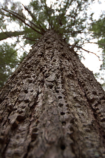 Low angle view of textured tree trunk with bokeh background