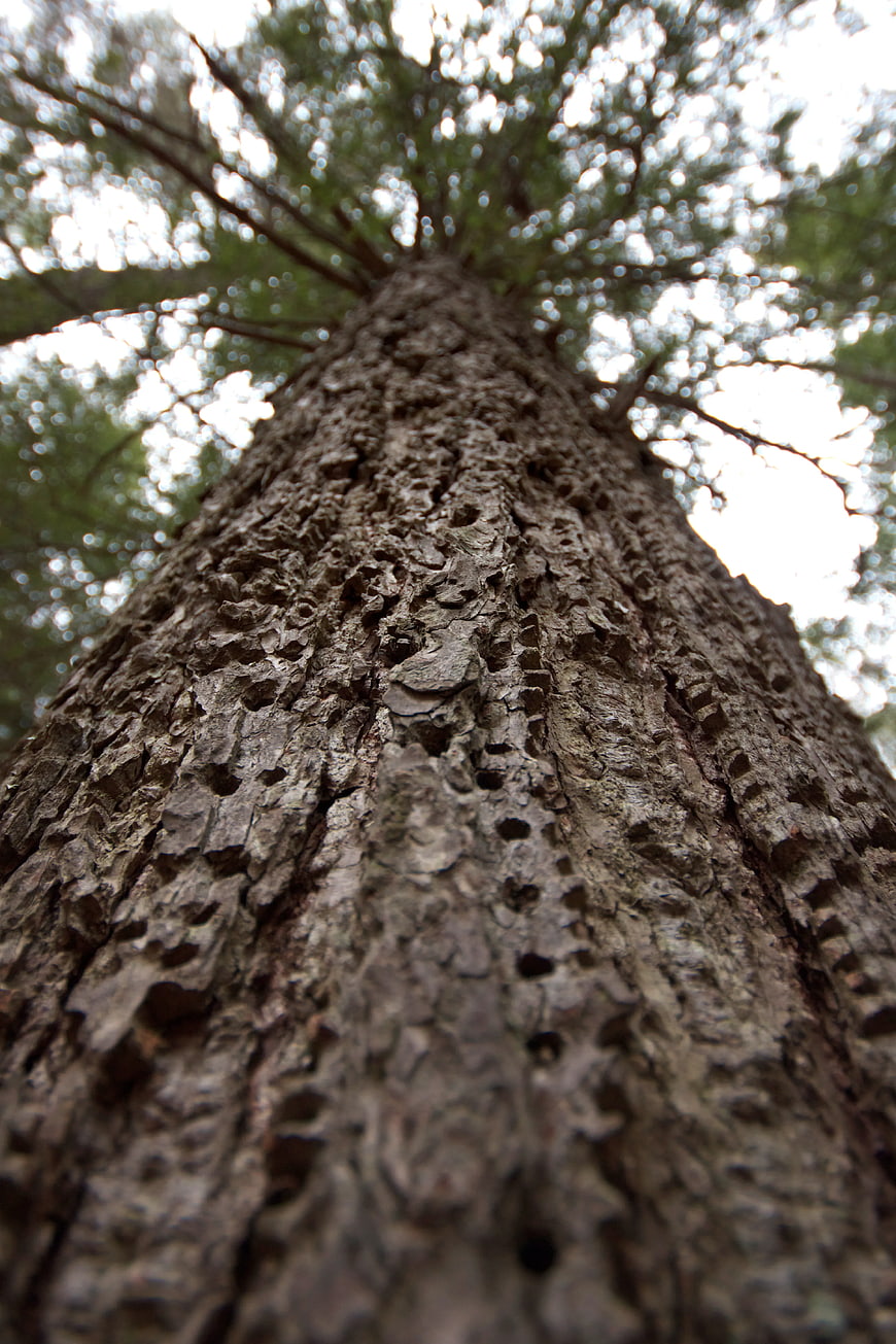 Low angle view of textured tree trunk with bokeh background