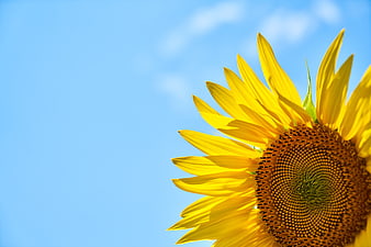 Sunflower Close-Up Against Blue Sky With Copy Space