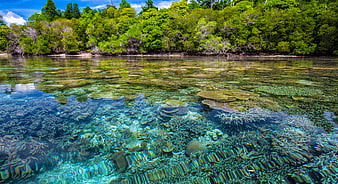 Crystal Clear Tropical Lagoon With Coral Reef And Lush Mangrove Coastline