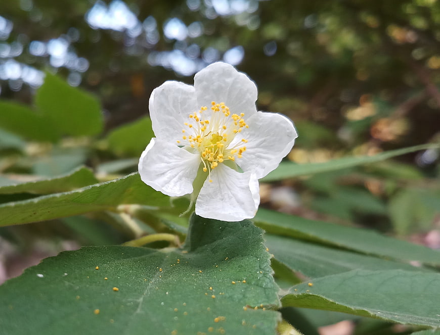 Close-up of white wildflower with yellow stamens on green leaf