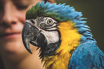 Close-up portrait of a blue and gold macaw with blurred human background