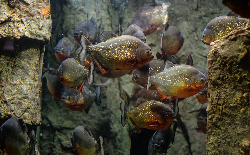 School of piranhas swimming in aquarium