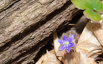 Purple Hepatica Flower Blooming Near Weathered Wood