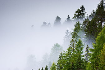 Misty Mountain Forest Landscape With Evergreen Trees