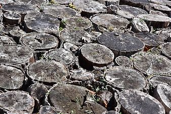 Weathered Tree Stumps Pile Texture Background