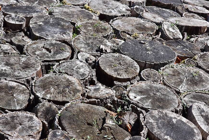 Weathered Tree Stumps Pile Texture Background