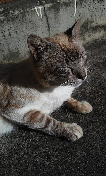Sleeping Tabby Cat Resting on Concrete in Sunlight