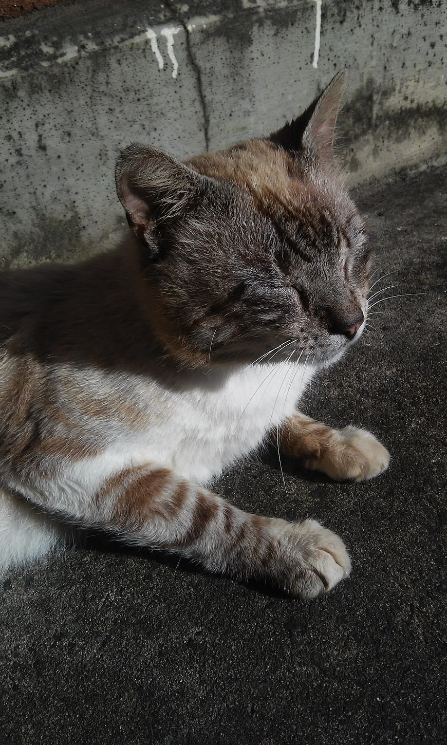 Sleeping Tabby Cat Resting on Concrete in Sunlight