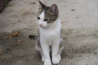 White and gray tabby kitten sitting on concrete pavement outdoors