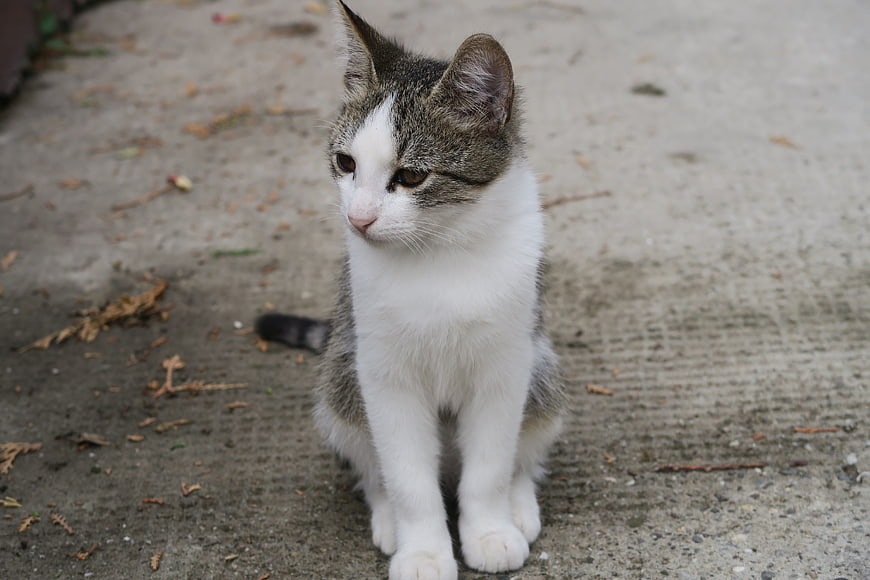 White and gray tabby kitten sitting on concrete pavement outdoors