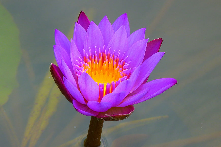 Vibrant Purple Water Lily with Yellow Center in Pond