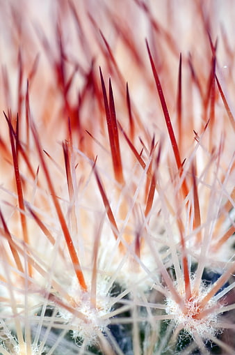 Macro Close-Up of Red Cactus Spines and White Needles