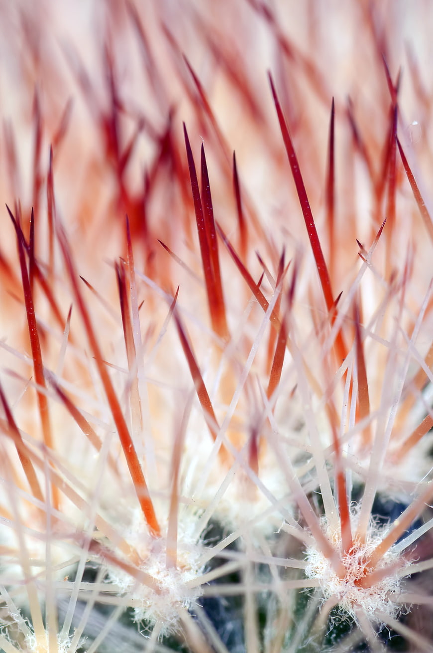 Macro Close-Up of Red Cactus Spines and White Needles