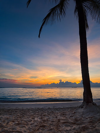 Tropical Beach Sunset with Palm Tree Silhouette