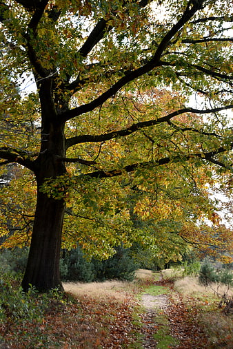 Large Oak Tree with Autumn Leaves on Forest Path