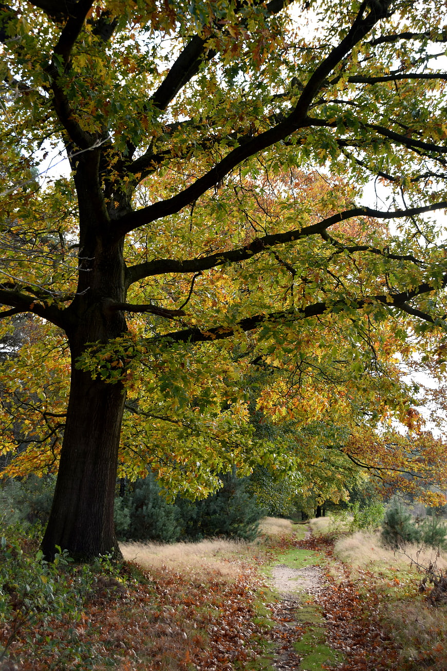 Large Oak Tree with Autumn Leaves on Forest Path