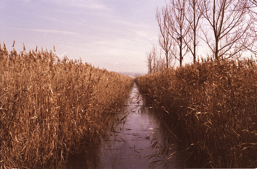 Vintage Sepia Wetland Path Through Tall Reeds