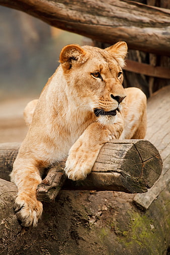 Young Lioness Resting on Wooden Log in Natural Habitat
