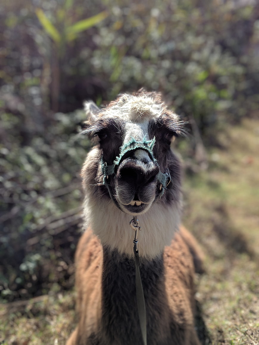 Close-up portrait of a llama with a halter outdoors