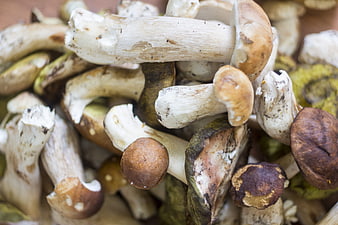 Close-up of fresh wild edible mushrooms with earthy tones