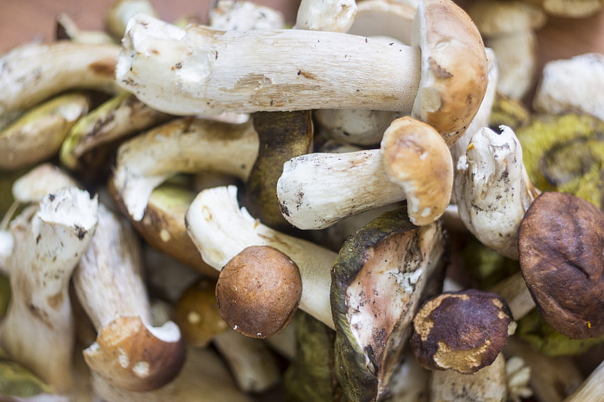 Close-up of fresh wild edible mushrooms with earthy tones