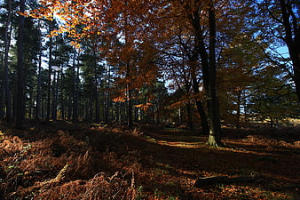 Sunlit Autumn Forest Path with Orange Leaves and Pine Trees