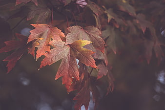 Close-up of Red and Orange Maple Leaves in Autumn