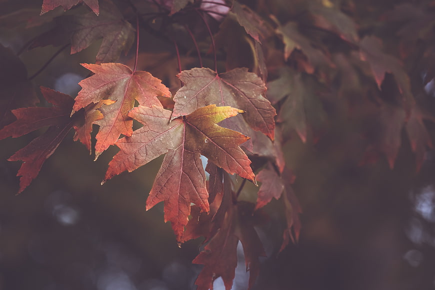 Close-up of Red and Orange Maple Leaves in Autumn