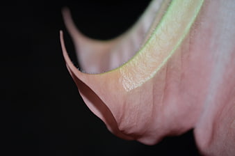 Close-up of Pink Brugmansia Flower Petal Edge