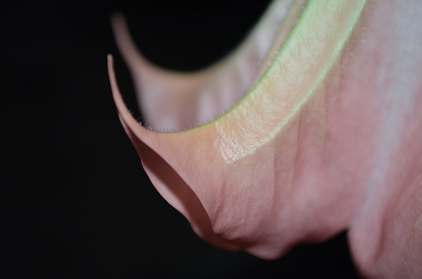 Close-up of Pink Brugmansia Flower Petal Edge