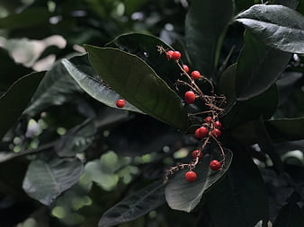 Close-up of red berries on dark green leaves
