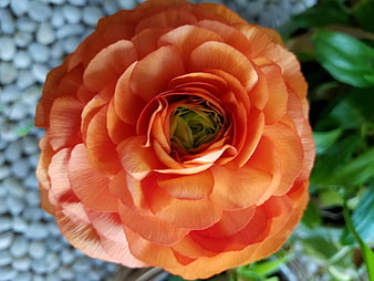 Close-up of vibrant orange ranunculus flower with green center