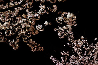 Cherry Blossom Branches Against Black Background