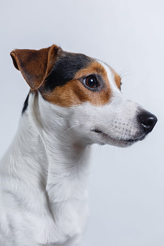 Jack Russell Terrier Headshot Portrait On White Background