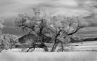 Black and white landscape of large tree in grassy field