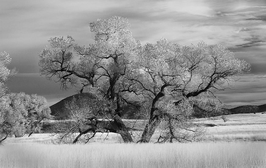 Black and white landscape of large tree in grassy field