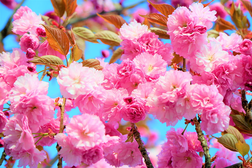 Vibrant Pink Cherry Blossoms Against Blue Sky